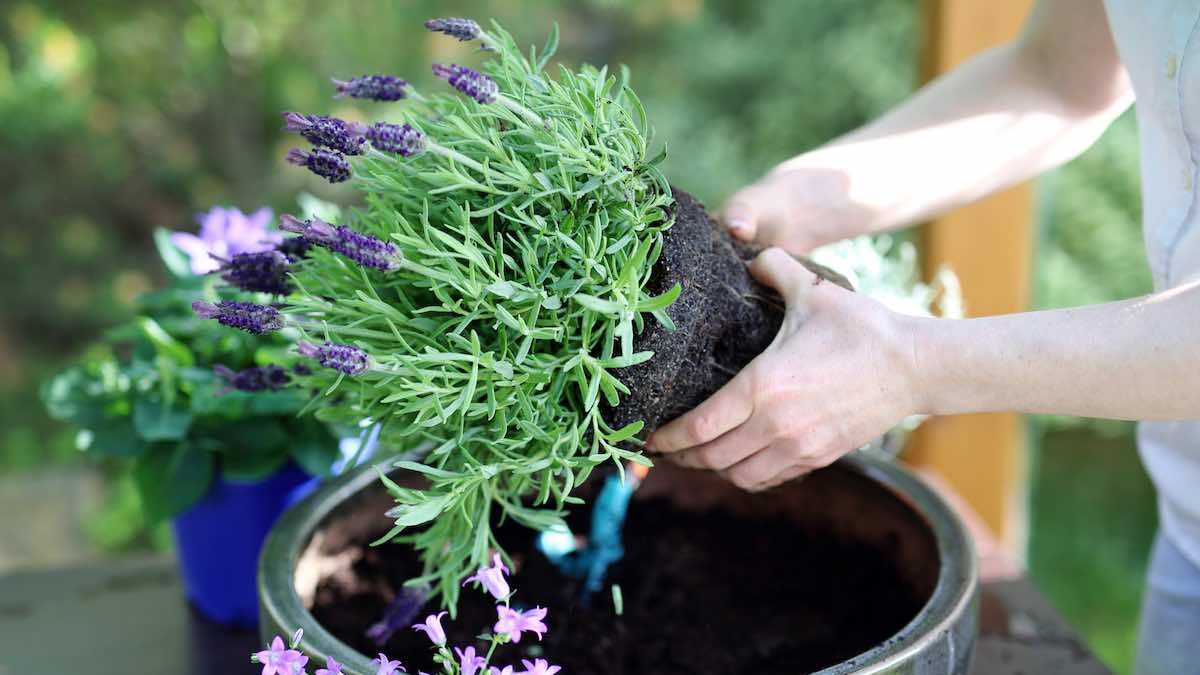 Lavanda 