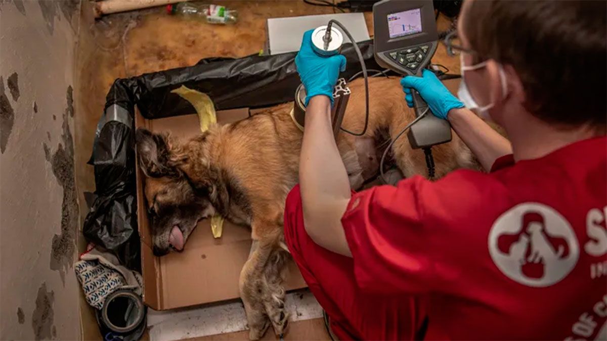 Perro siendo analizado 