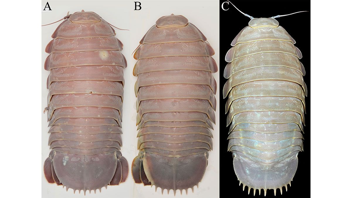 La nueva especie descubierta 