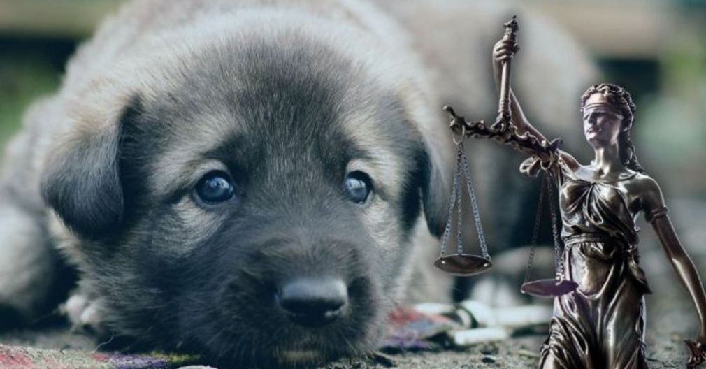 一名男子被指控在羅薩裡奧德萊爾馬虐待動物